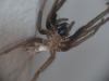Segestria florentina
